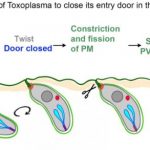 Study: A new twist on how parasites invade host cells — (Details)