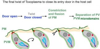 Study: A new twist on how parasites invade host cells — (Details)