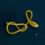 Study: Discovery could lead to therapy for deadly illness — (Details)