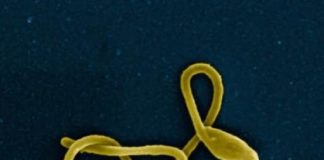 Study: Discovery could lead to therapy for deadly illness — (Details)