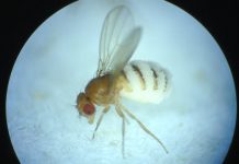 Research: Fungus invades fruit fly nervous system and alters its behavior before death —