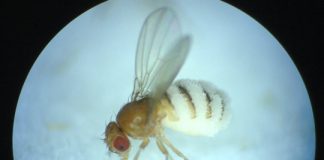 Research: Fungus invades fruit fly nervous system and alters its behavior before death —
