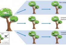 Research: Dietary competition played a key role in the evolution of early primates —