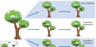 Research: Dietary competition played a key role in the evolution of early primates —