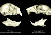 Research: Scientists discover why elusive aye-aye developed such unusual features —