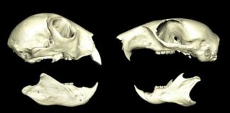 Research: Scientists discover why elusive aye-aye developed such unusual features —