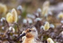 Research: Mapping endangered red knots’ remote breeding habitat —