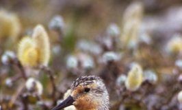 Research: Mapping endangered red knots’ remote breeding habitat —