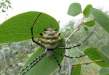 Research: Study based on ten years of research in subtropical forests —