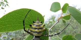 Research: Study based on ten years of research in subtropical forests —