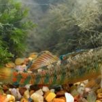 Study: In darters, male competition drives evolution of flashy fins, bodies — (Details)