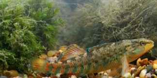 Study: In darters, male competition drives evolution of flashy fins, bodies — (Details)