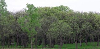 Research: How climate is changing our forests —