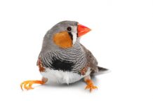 Research: Zebra finches perceive only red or orange, even when the truth falls somewhere in between —