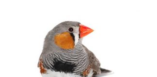 Research: Zebra finches perceive only red or orange, even when the truth falls somewhere in between —