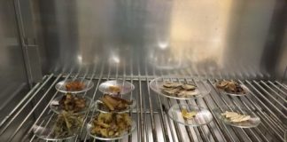 Research: Study expands what we know about natural, low-cost ways to remove pollutants from water —