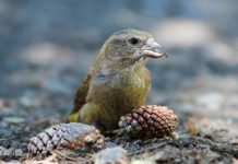 Research: Newly discovered crossbill species numbers few —