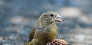 Research: Newly discovered crossbill species numbers few —