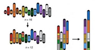 Research: Insights into how sex cells fail, and how one species becomes two —