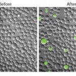 Study: Molecular probe illuminates elusive cancer stem cells in live mice — (Details)