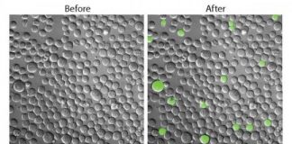 Study: Molecular probe illuminates elusive cancer stem cells in live mice — (Details)