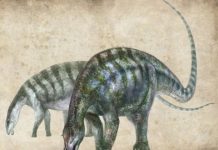 Research: New dinosaur found in the wrong place, at the wrong time —