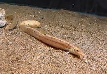 Research: Two times a lady —