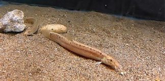 Research: Two times a lady —