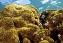 Research: Study exposes two threatened corals to future climate change conditions —