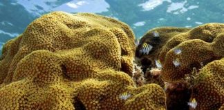 Research: Study exposes two threatened corals to future climate change conditions —