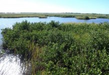 Research: Environmental value of mangroves detailed —