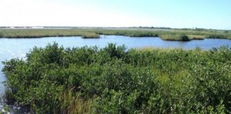 Research: Environmental value of mangroves detailed —