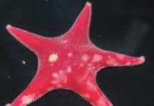 Research: Surviving in an extreme environment —