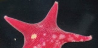 Research: Surviving in an extreme environment —