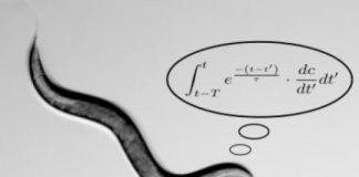 Tech: Complex math calculations performed by worms in search for food — (Report)