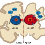 Study: Study identifies potential drug targets to reverse problem found in tiny organelles in astrocytes — (Details)