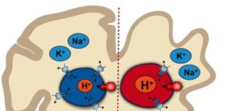 Study: Study identifies potential drug targets to reverse problem found in tiny organelles in astrocytes — (Details)