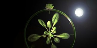 Research: Plants can tell the time using sugars —