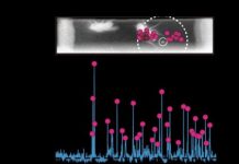 Research: Fecal deposits reveal the fruit fly’s pheromone flag —