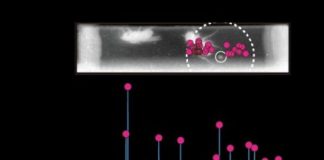 Research: Fecal deposits reveal the fruit fly’s pheromone flag —