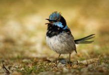 Research: Fairy-wrens learn alarm calls of other species just by listening —