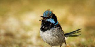 Research: Fairy-wrens learn alarm calls of other species just by listening —