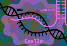 Research: How to make the gene-editing tool CRISPR work even better —