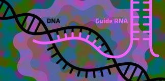 Research: How to make the gene-editing tool CRISPR work even better —