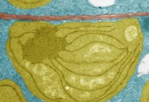 Research: When the seed becomes a plant, it has 48 hours to survive —