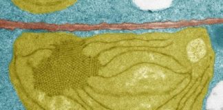 Research: When the seed becomes a plant, it has 48 hours to survive —