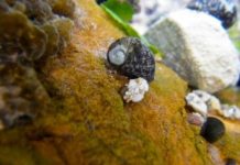 Research: Rebuilding the tree of life of freshwater macroinvertebrates in the European continent —