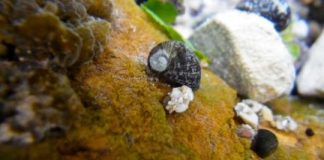 Research: Rebuilding the tree of life of freshwater macroinvertebrates in the European continent —