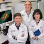 Study: Monash scientists show that highly lethal viruses hijack cellular defences against cancer — (Details)