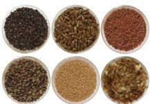 Research: Tropical forest seeds use three strategies to survive —